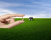 Tall fescue key visual
